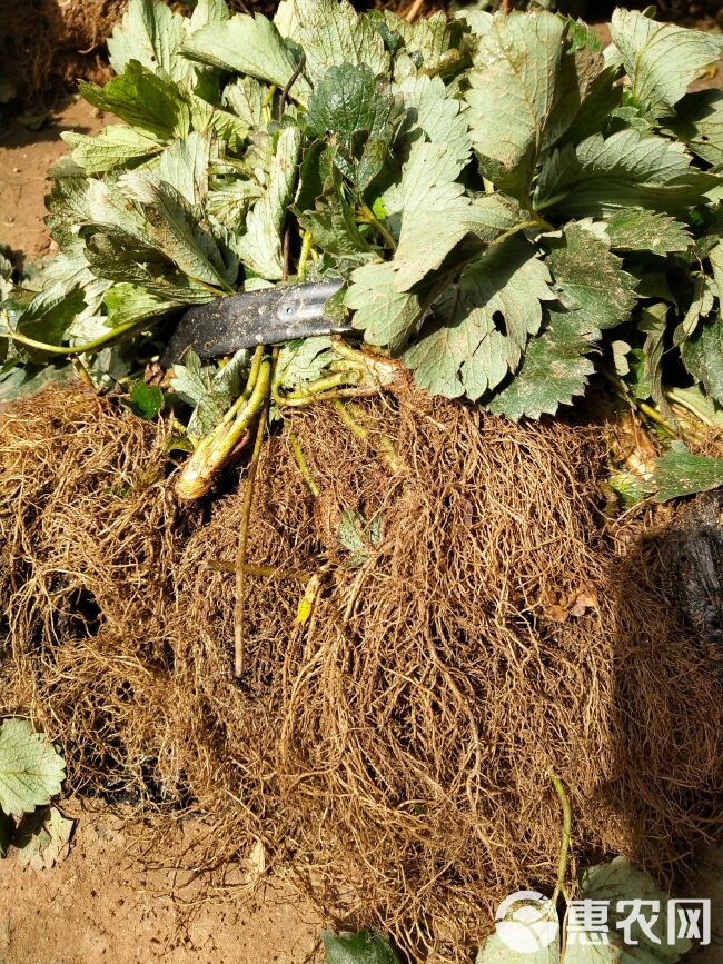 甜宝草莓苗育苗基地 红颜草莓苗批发 贵妃草莓苗冷藏箱加冰