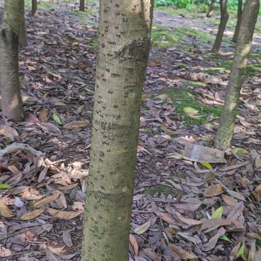 蓬安县垃圾桂花树出售