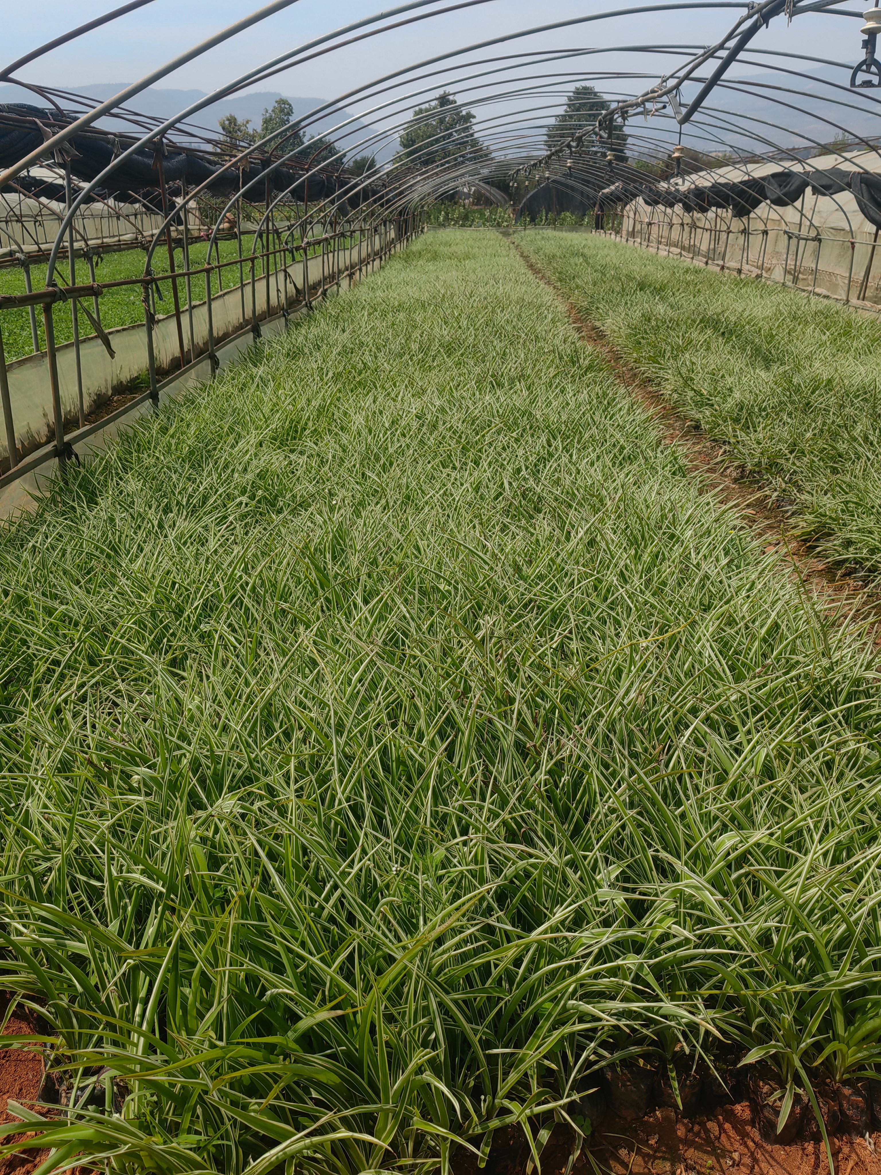 吊兰   金边吊兰  云南吊兰