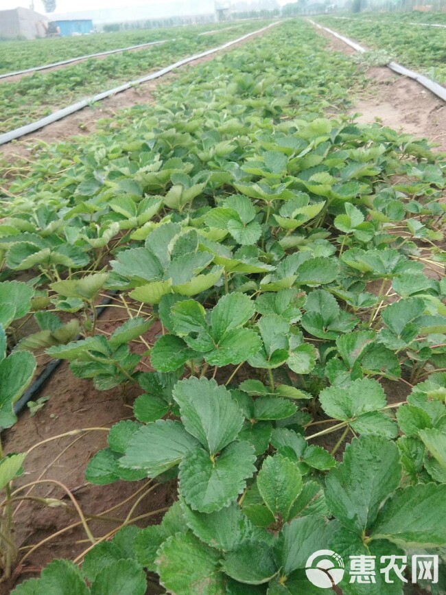 法兰地草莓苗育苗基地 培育脱毒法兰地草莓苗适合露天种植品种