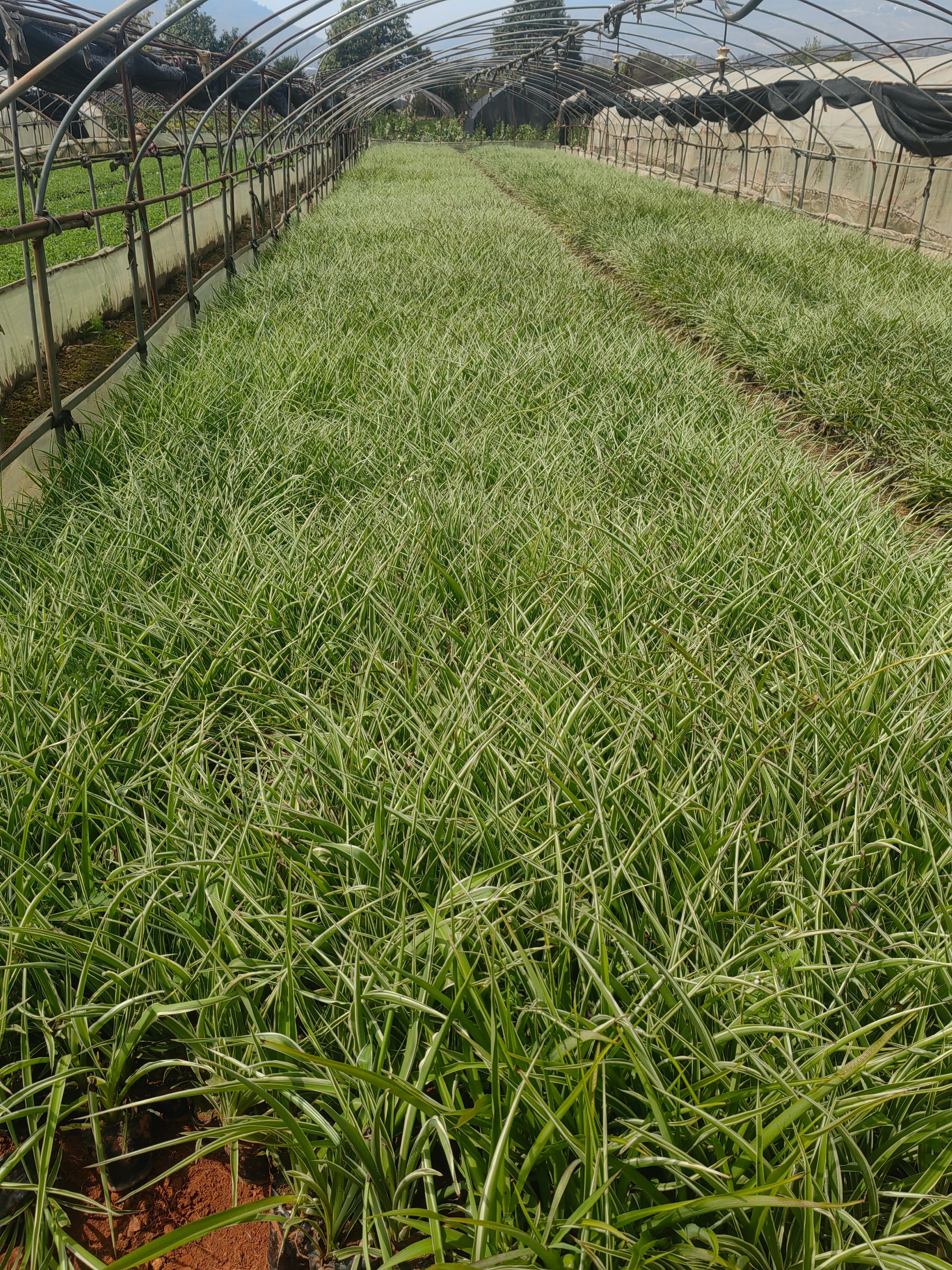 吊兰   金边吊兰  云南吊兰