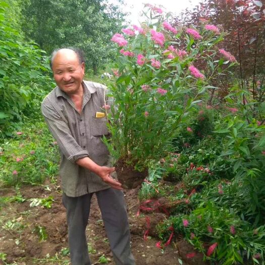 沭阳县绣线菊毛球，粉花绣线菊，金山绣线菊，金焰绣线菊，绣线菊基地，