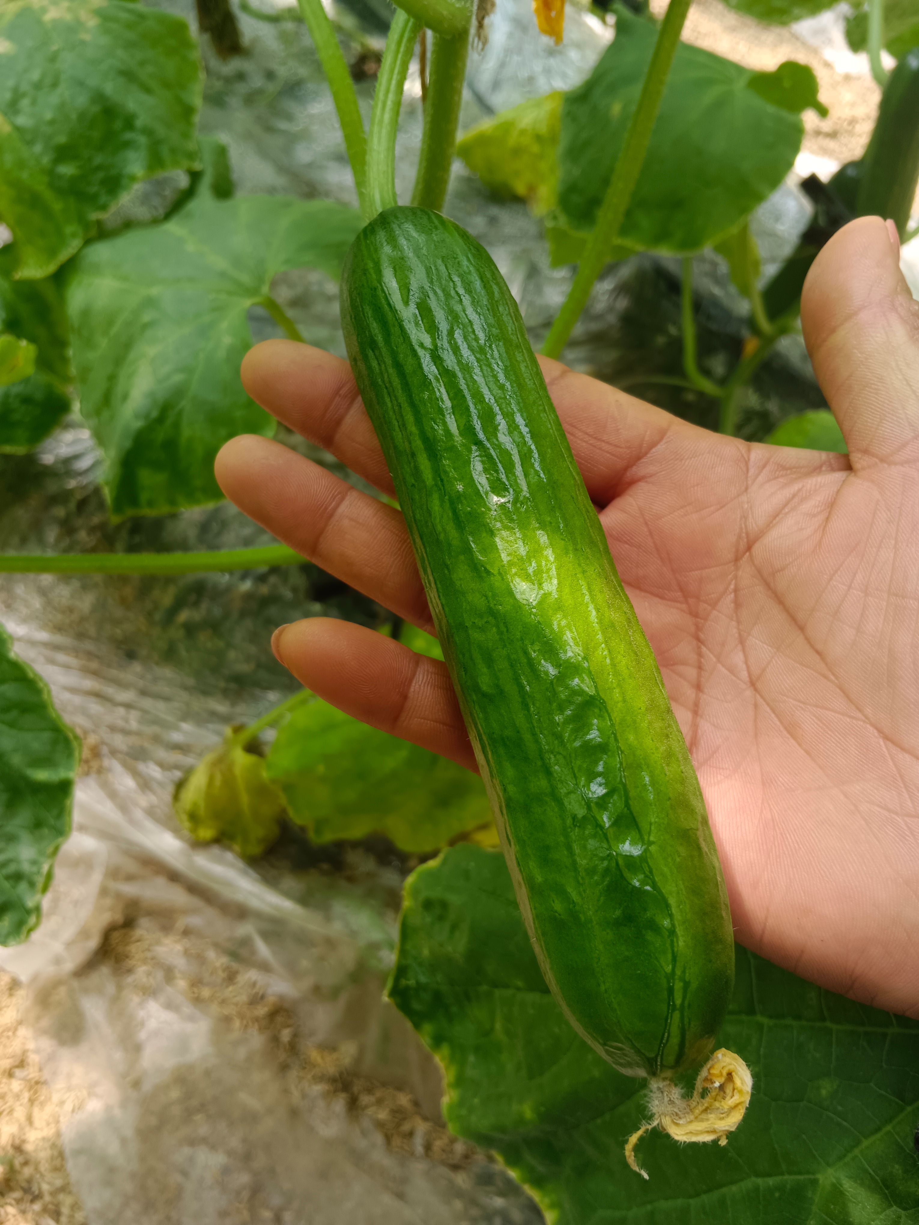 水果黄瓜