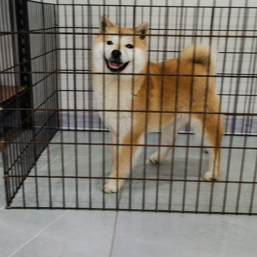 柴犬，日本金口纯种柴犬，想要的老板私聊