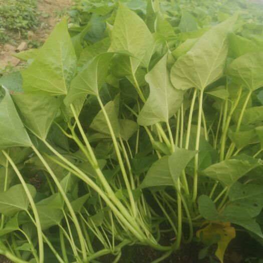 吴川市“蔬菜皇后”红薯叶上市了，又脆又嫩