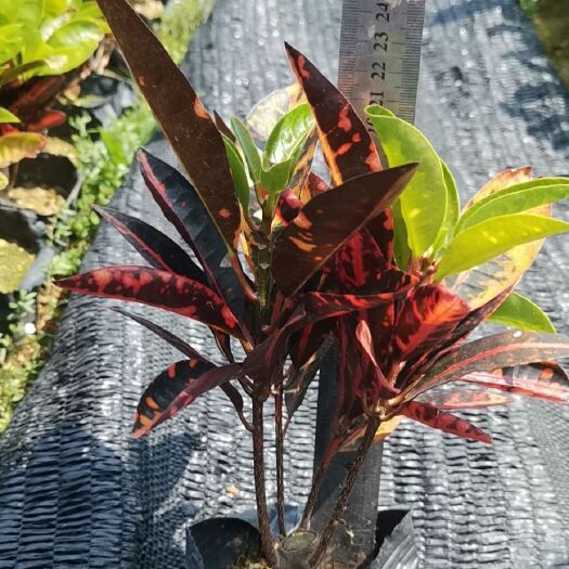 博罗县变叶木