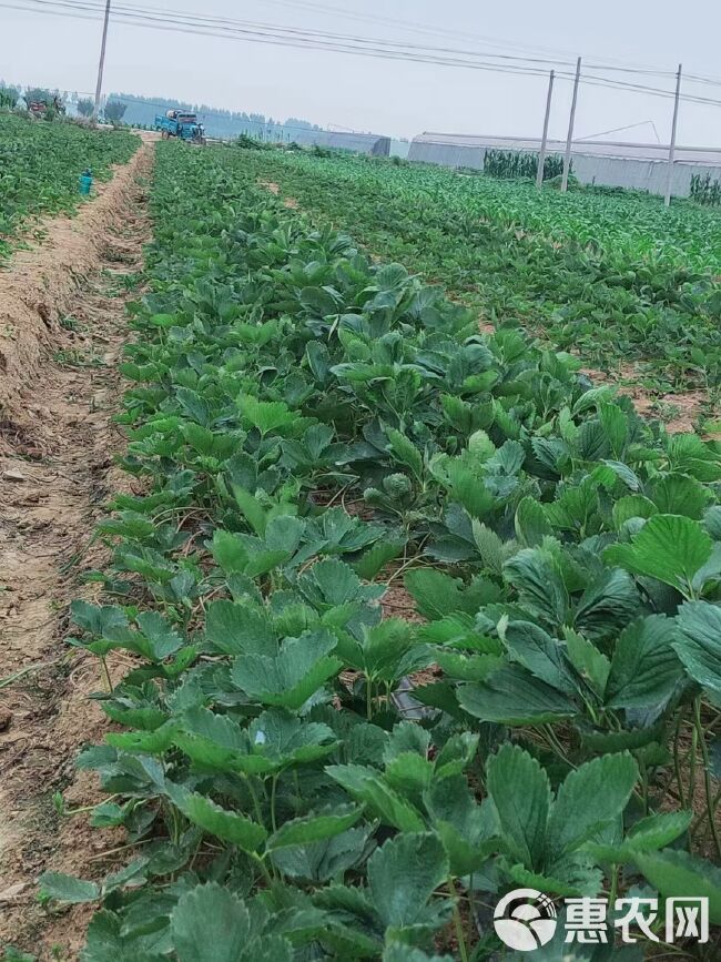 法兰地草莓苗育苗基地 培育脱毒法兰地草莓苗适合露天种植品种