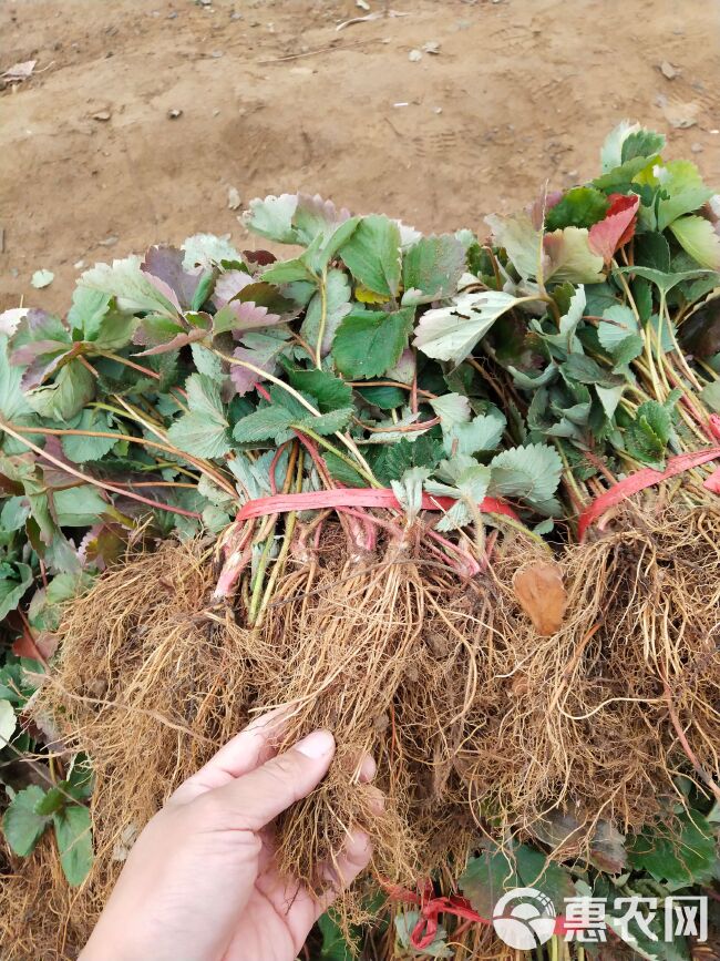 法兰地草莓苗育苗基地 培育脱毒法兰地草莓苗适合露天种植品种