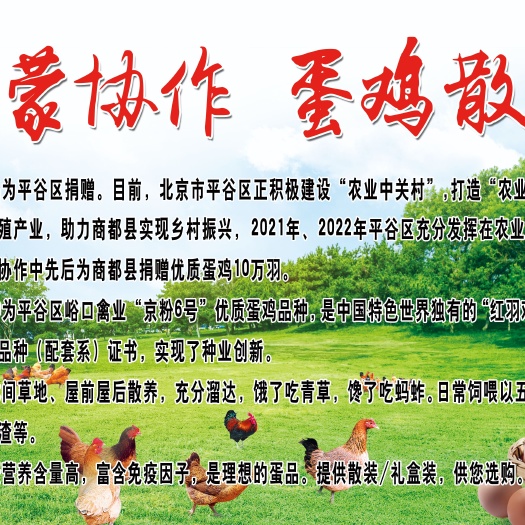 农村散养土鸡蛋 诚心寻找合作伙伴 我村为示范村