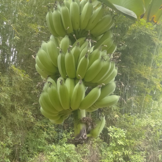 化州市粉蕉，西贡蕉