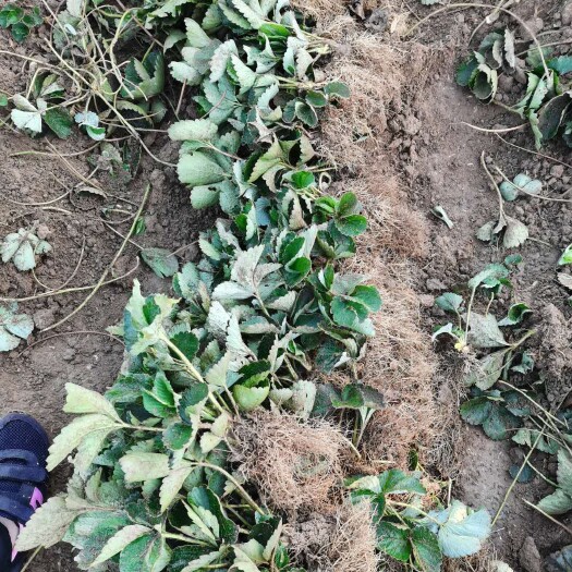 济南法兰地草莓苗育苗基地 培育脱毒法兰地草莓苗适合露天种植品种