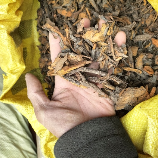 广南县虎杖