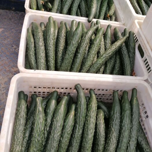 茂名青瓜，靓统货（可一件代发，整车批发零售代办）