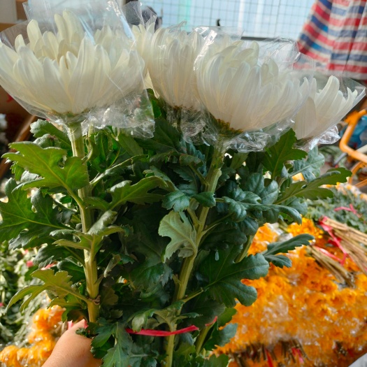 佛山广州清明黄白菊花