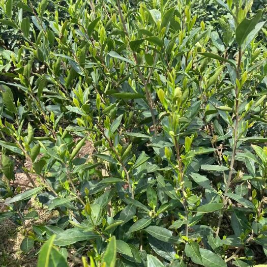 苏州东山碧螺春炒青 预售 自己喝的实惠茶