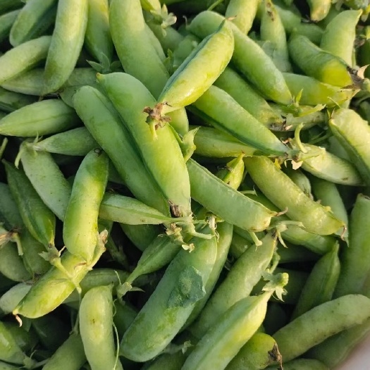 豌豆荚