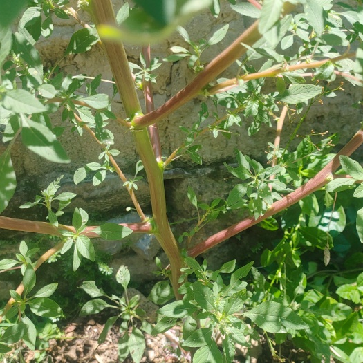 長沙野生莧菜
