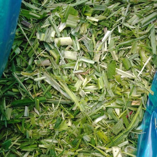 柳城县蔗尾青贮饲料 广西柳州产 适用牛羊马