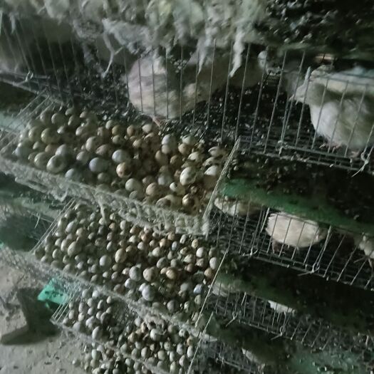 利辛县鹌鹑蛋