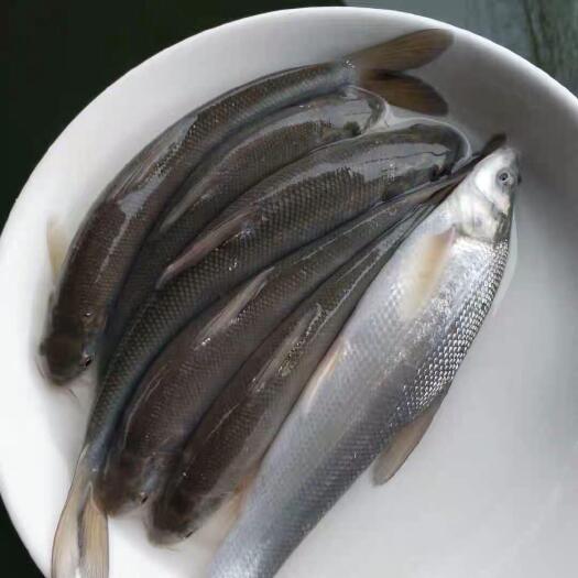 富顺县银雪鱼苗，适应性强，送货上门技术指导