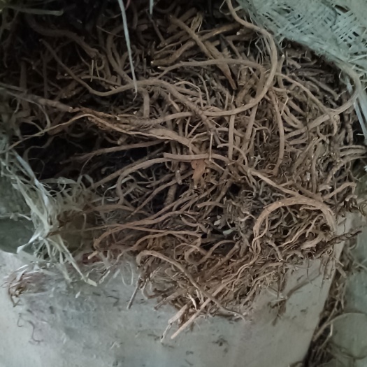 陇西县藏柴胡