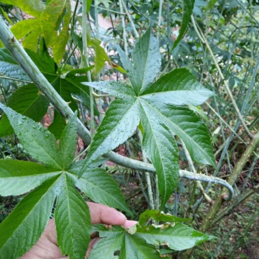 昭平县甜茶苗 甜叶覆盆子苗 刺儿茶苗 七叶覆盆子苗