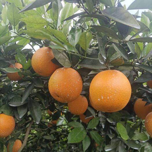 江永优质夏橙现己大量上市，产地直供，量大货源充足果面细滑