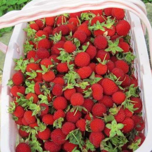 遂川县树莓  野草莓空心莓鲜果供应
