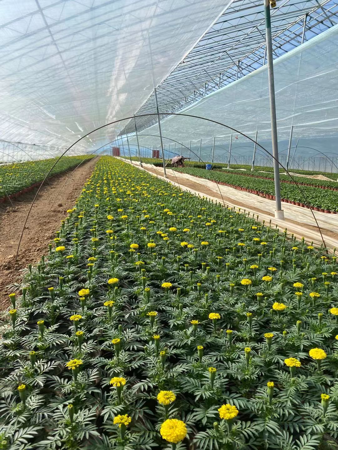 青州市万寿菊不耐寒，喜阳，道路，庭院绿化观赏，花镜花坛等
