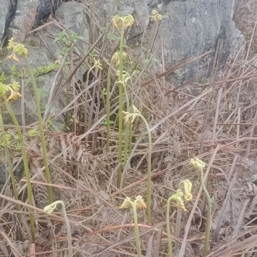 罗平县野生蕨菜