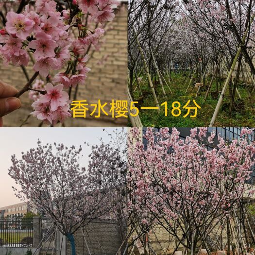 香水樱花