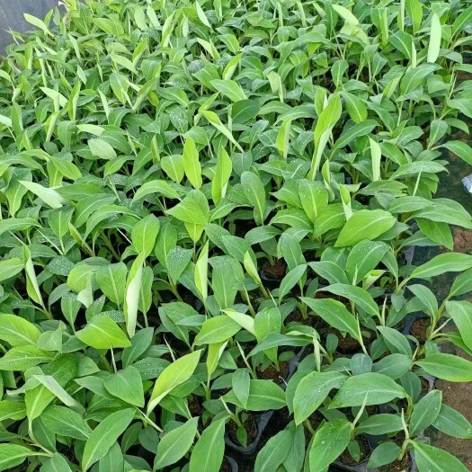 灵山县南洋红香蕉苗 香蕉苗 红香蕉苗