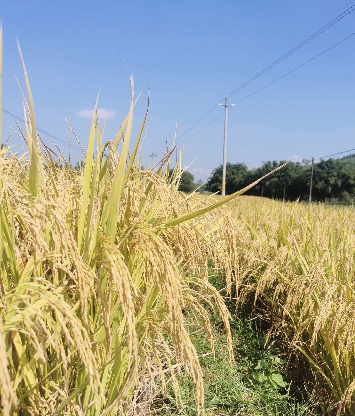 新季农家香米野香优莉丝邮费另算