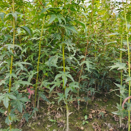九江鸡爪槭，鸡爪槭树苗地径0.5一2公分有现货供应！