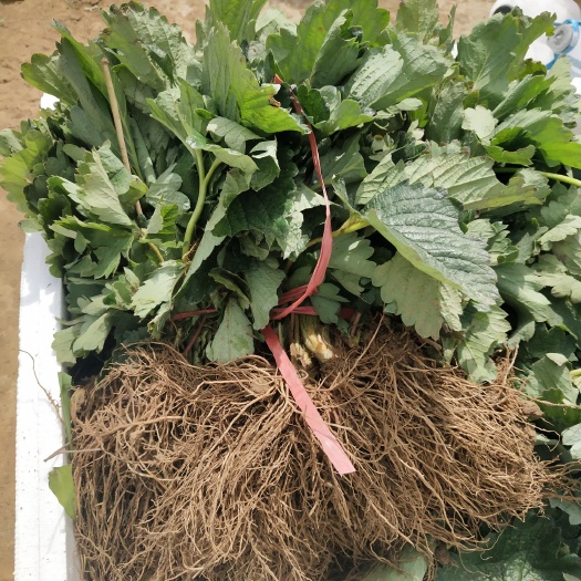 济南隋珠草莓苗批发 隋珠草莓苗价格 脱毒二代 加冰发货