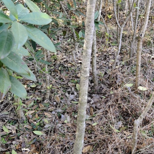 桐柏县桂花树