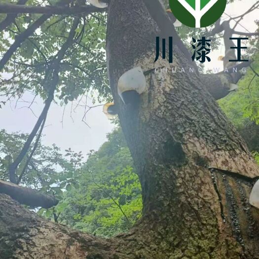 绵阳四川绵阳安州区塔水生漆市场