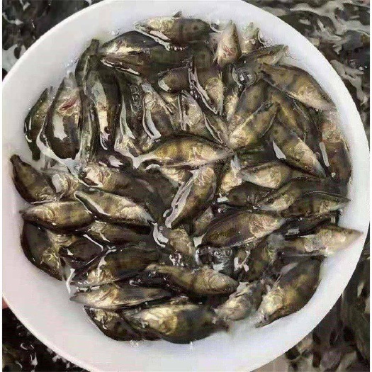 富顺县桂花鱼苗，热门品种，鳜鱼肉嫩刺少味美，送货上门技术指导