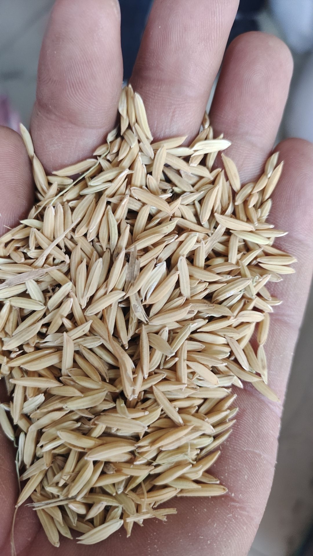 新季农家香米野香优莉丝邮费另算