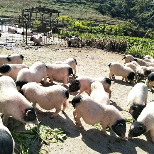 巴马县原产地巴马香猪  巴马香猪种猪  广西巴马产地直供