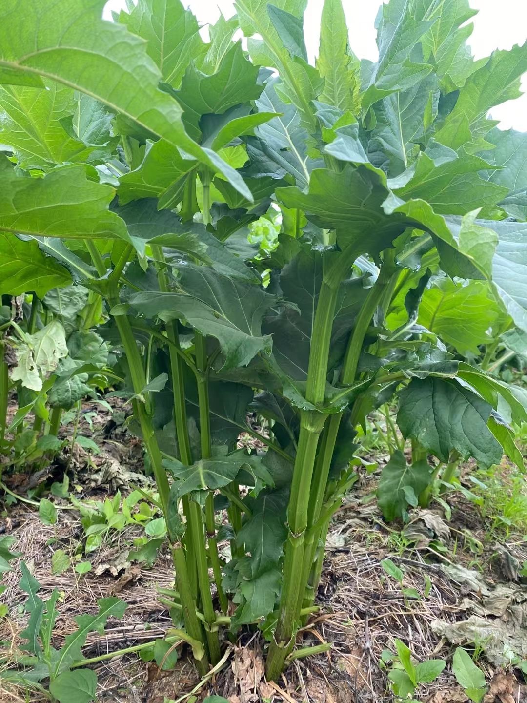  串叶松香草教授菊华夏神菊