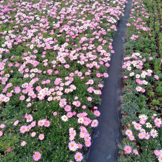 青州市玛格丽特盆栽 木茼蒿 木春菊