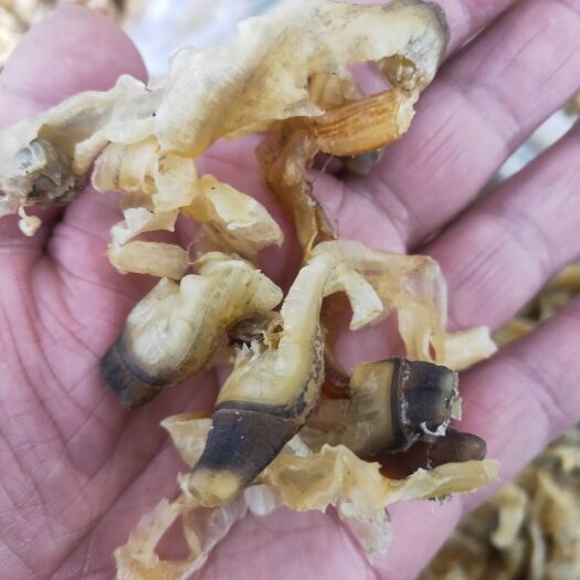 日照淡干蛏王边竹节蛏边海蛏边料，食堂，餐饮用蛏干边角，煲汤做菜