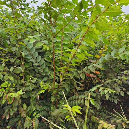 红榉，红榉树苗地径0.5一1.5有现货供应！