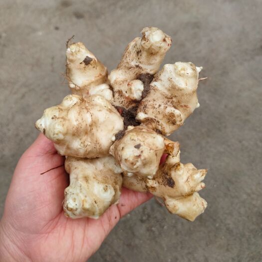 聊城基地洋姜种子种球种苗胰岛果庭院阳台大田种植多年生