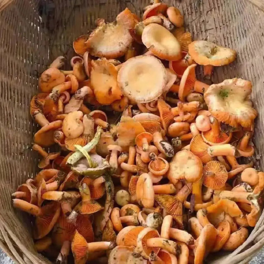 施甸县野生菌