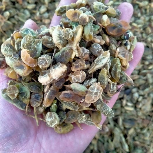 中药才材国槐角槐连豆大货统货