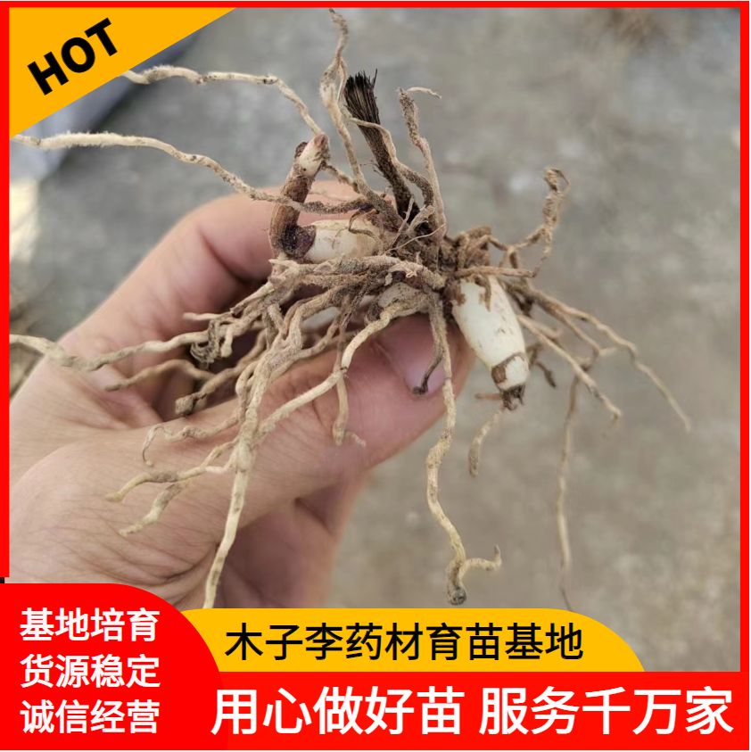 镇安县大块茎3至8公分纯紫花白芨种苗