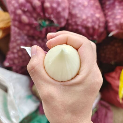 鹤庆县独头蒜