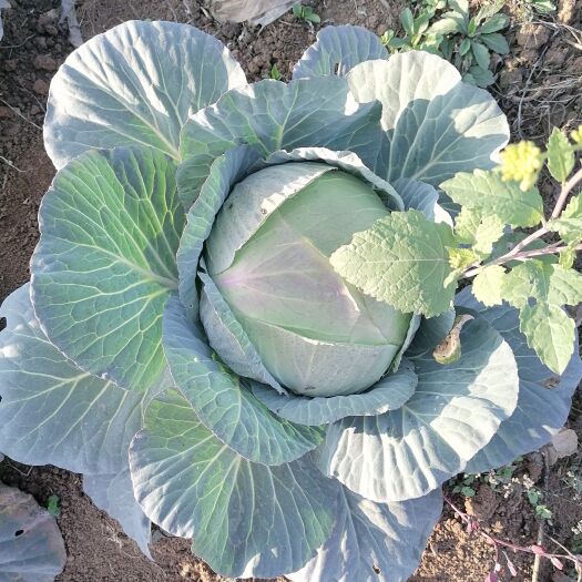 安顺平顶莲花白：口感香甜现彩摘新鲜